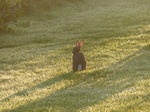 FZ019324 Wild rabbit in morning dew.jpg